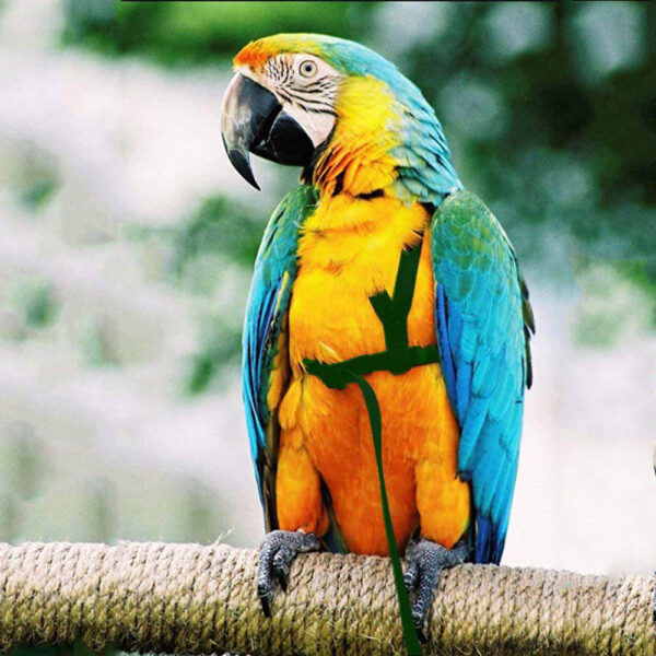 Parrot Flying With Flying Rope And Bird Harness - Image 3