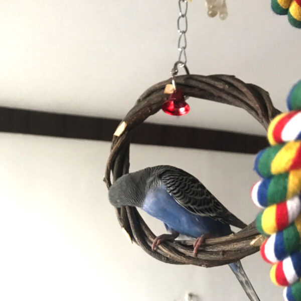 Bird Standing Frame Rattan Ring Chewing Toy Bird Cage - Image 5