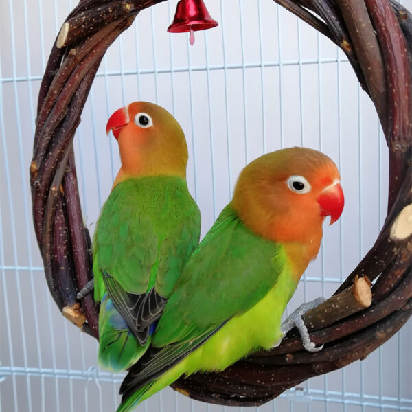 Bird Standing Frame Rattan Ring Chewing Toy Bird Cage - Image 3